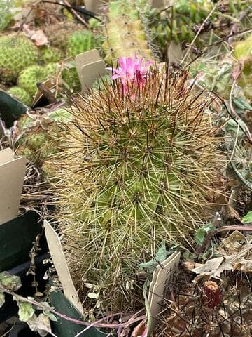 Eriosyce chilensis