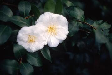 Go to image 4.