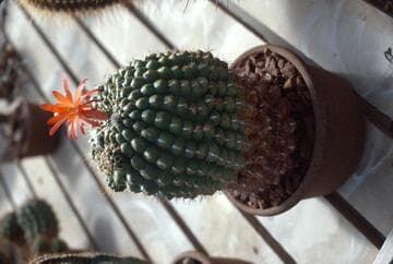 Matucana intertexta