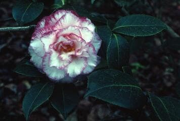 Go to image 6.