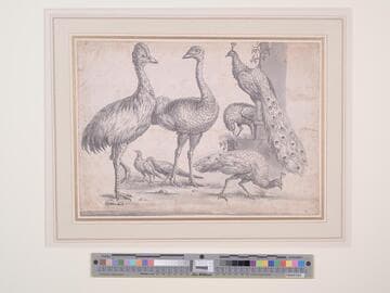 Group of Birds