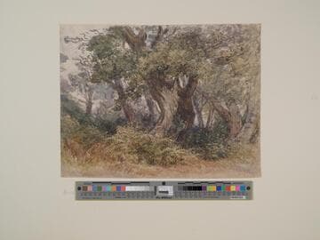 Woodland Scene