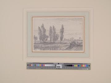 Poplars by a Stream