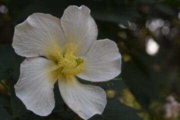 Hibiscus