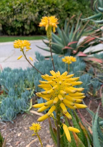 Aloe 'Sophie'