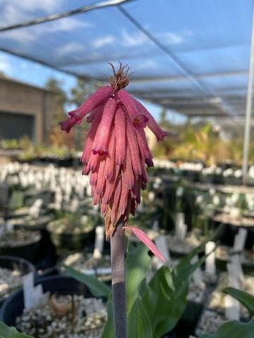 Veltheimia capensis