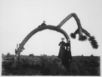 Arched yucca