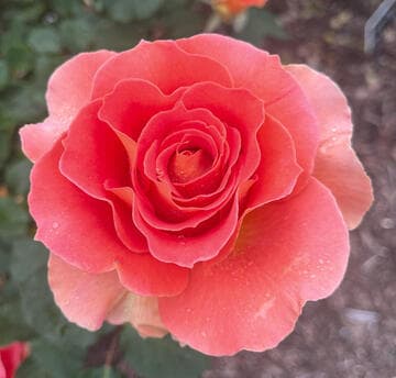Rosa 'Brass Band'