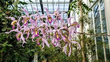 Laelia superbiens