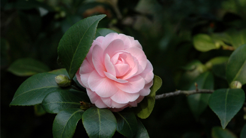 Camellia japonica 'Pink Perfection.' Camellia japonica 'Pink Perfection.'