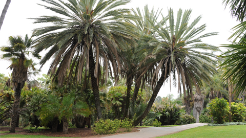 The date palm, Phoenix dactylifera The date palm, Phoenix dactylifera