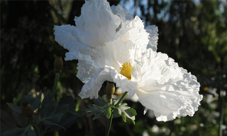 Matilija poppy Matilija poppy