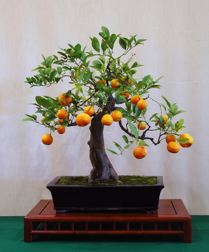 Calamondin Orange Calamondin Orange