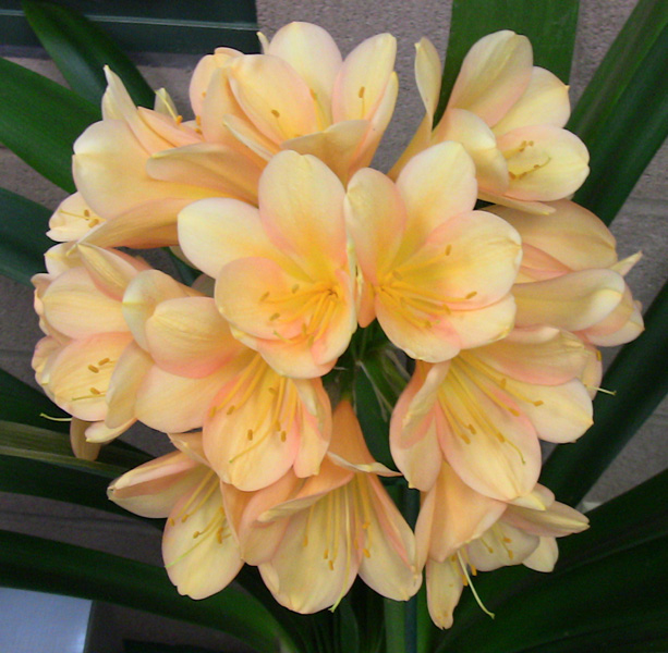 Clivia Clivia