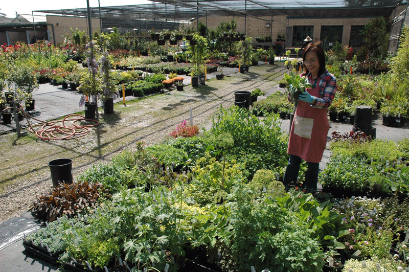 Volunteer at plant sale Volunteer at plant sale