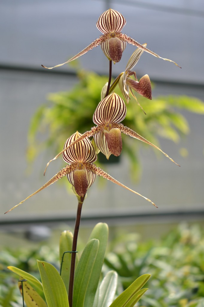 King of Orchids Orchid