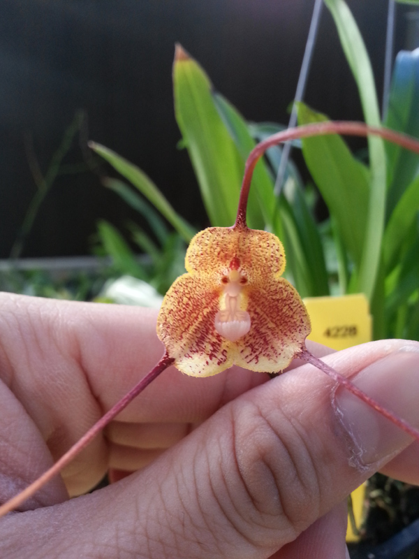 Dracula-orchid-1 Dracula orchid