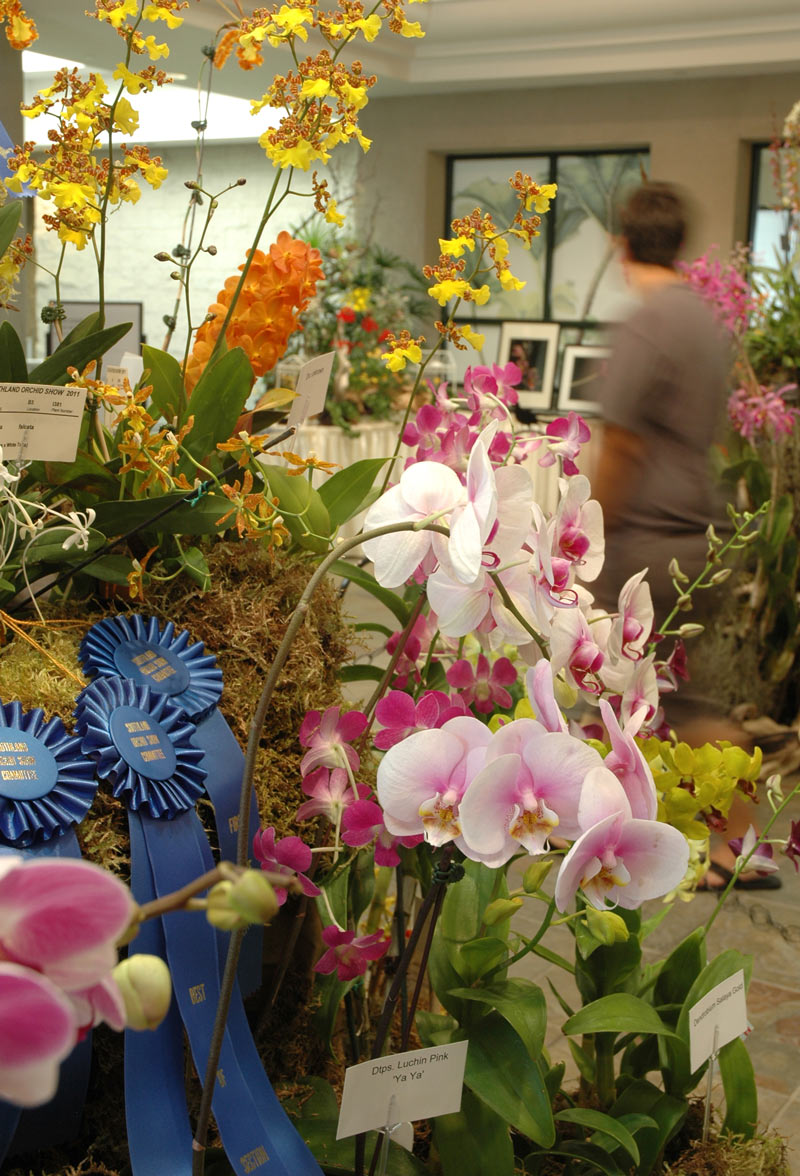 Orchid-Show-2012 Orchid show display