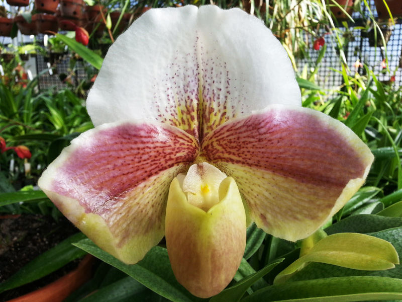Paphiopedilum Evie Cutting