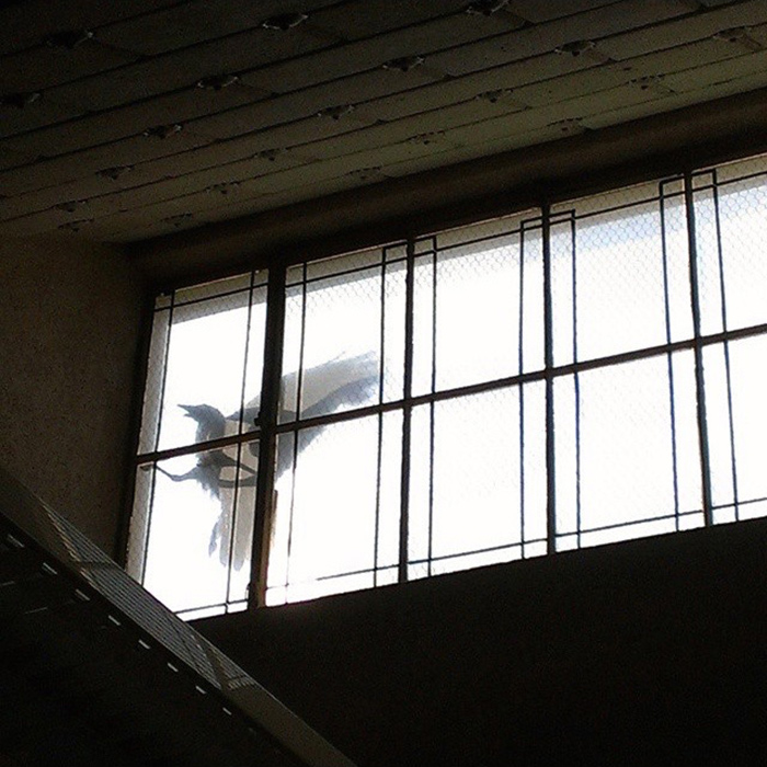 A bird that appears to fit Sir Nevermore’s description flails its wings against a Library window in 2015. Photo by Melissa Lo.